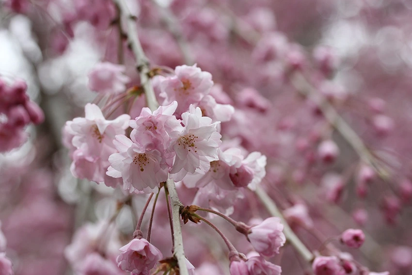 Common Issues and Solutions in Weeping Cherry Trees