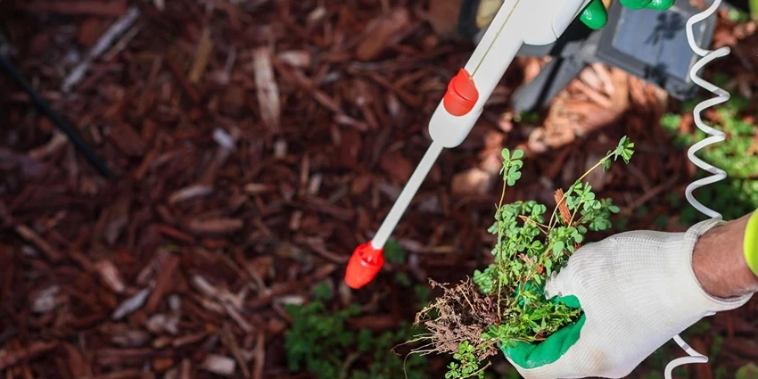 Organic Weed Removal: A Guide to Sustainable Gardening Practices