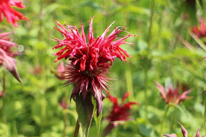 Monarda spp. Quick Facts