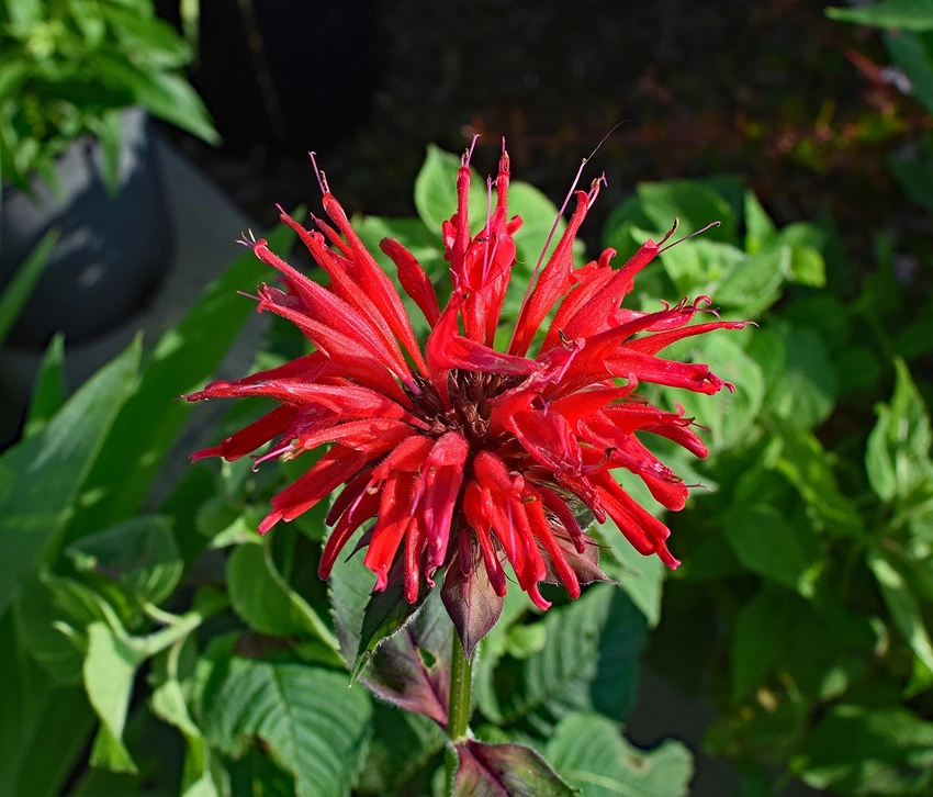 Challenges in Growing Monarda spp.
