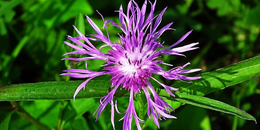 Monarda spp. (Bee Balm): A Vibrant Addition to Your Garden