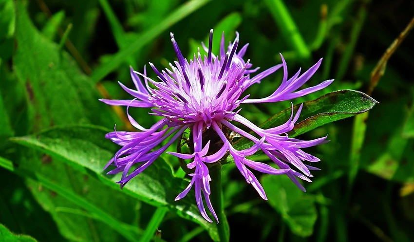 Culinary Uses of Monarda spp.