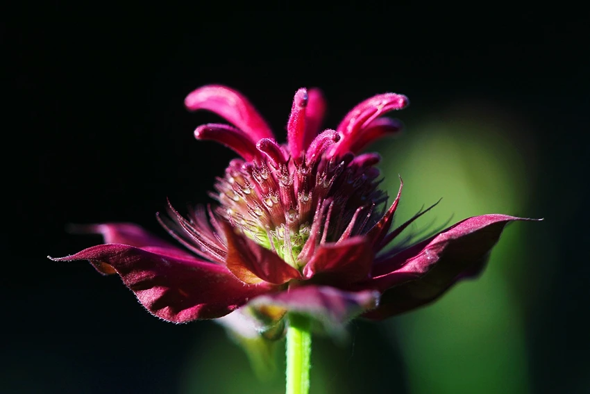 Medicinal Uses of Monarda spp.
