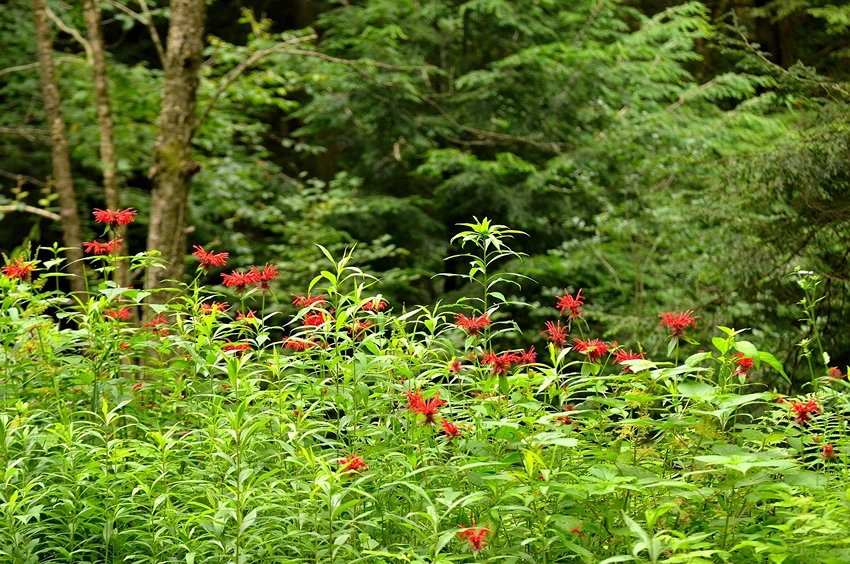 Monarda spp. in Your Garden