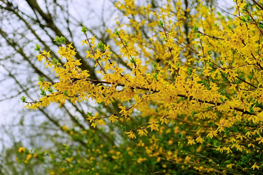 Overview of Forsythia spp.