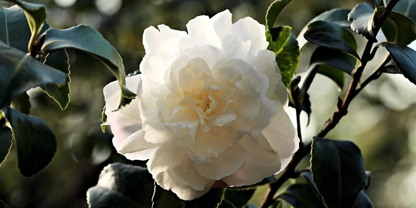 Camellia spp. (Camellia): A Journey Through the World of Theaceae's Gem