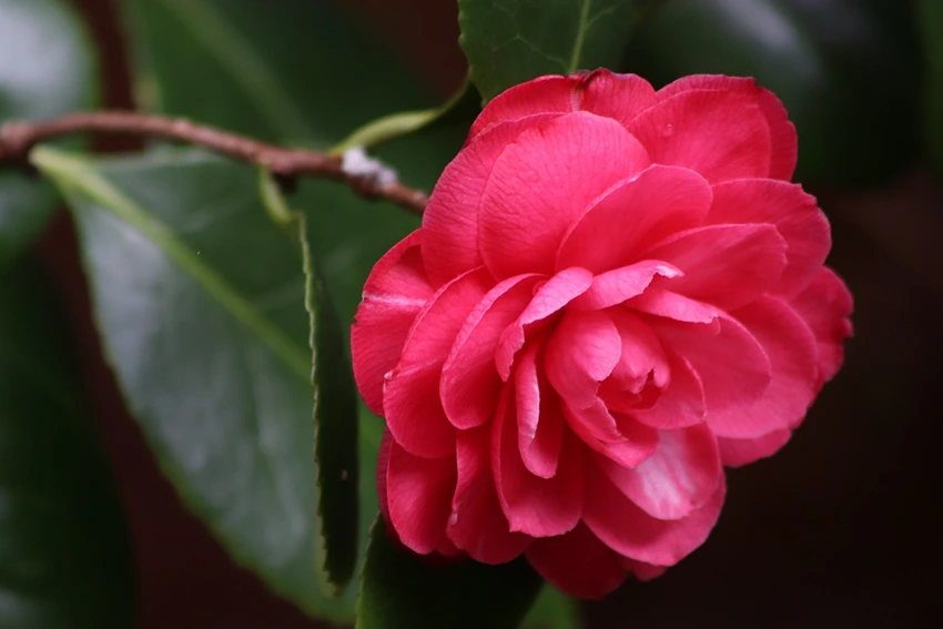 The Enchanting World of Camellia spp.