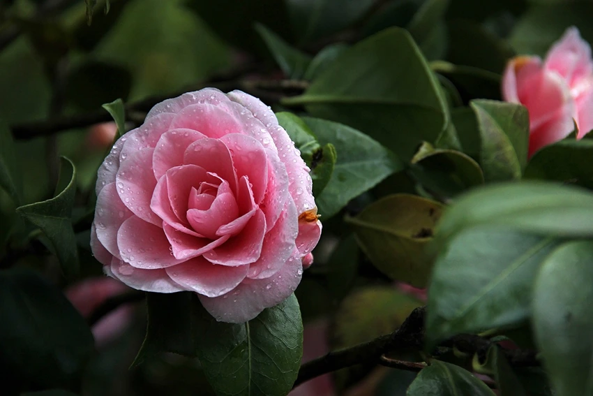 Cultivation and Care: A Gardener's Guide