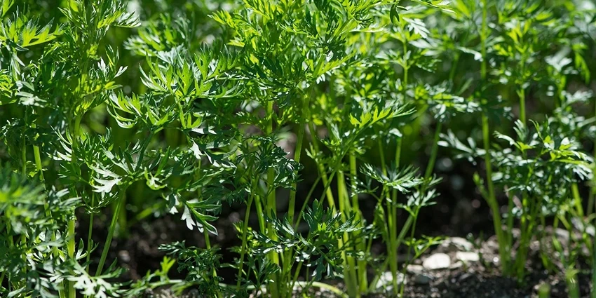The Fascinating World of Carrots: Daucus carota subsp. sativus