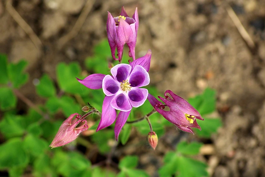 Aquilegia spp. in Modern Horticulture