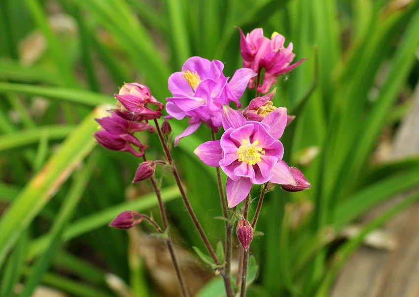 Companion Plants and Planting Ideas