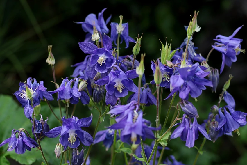 Aquilegia spp. (Columbine): A Floral Marvel in the Ranunculaceae Family