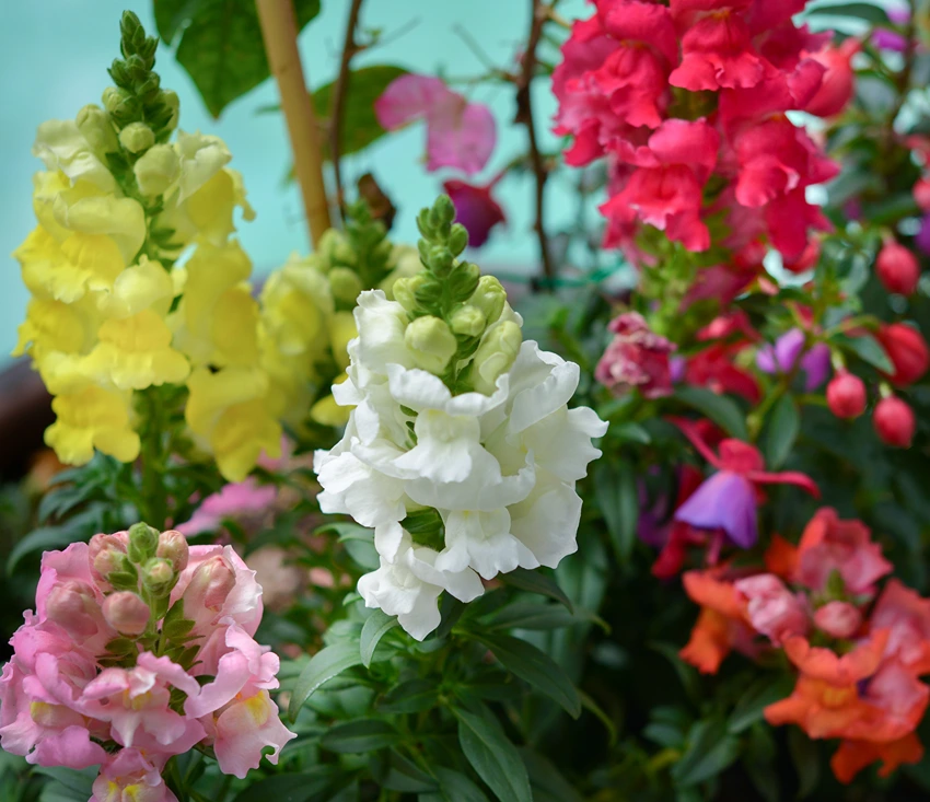 Introduction to Antirrhinum majus