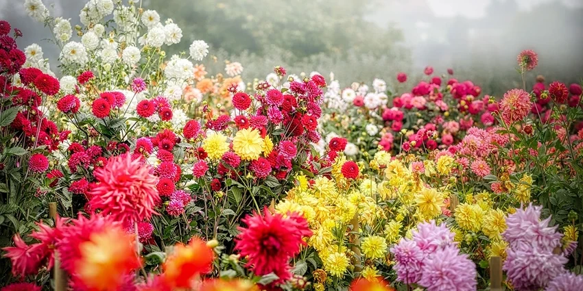 Dahlia spp.: A Vibrant Addition to Your Garden