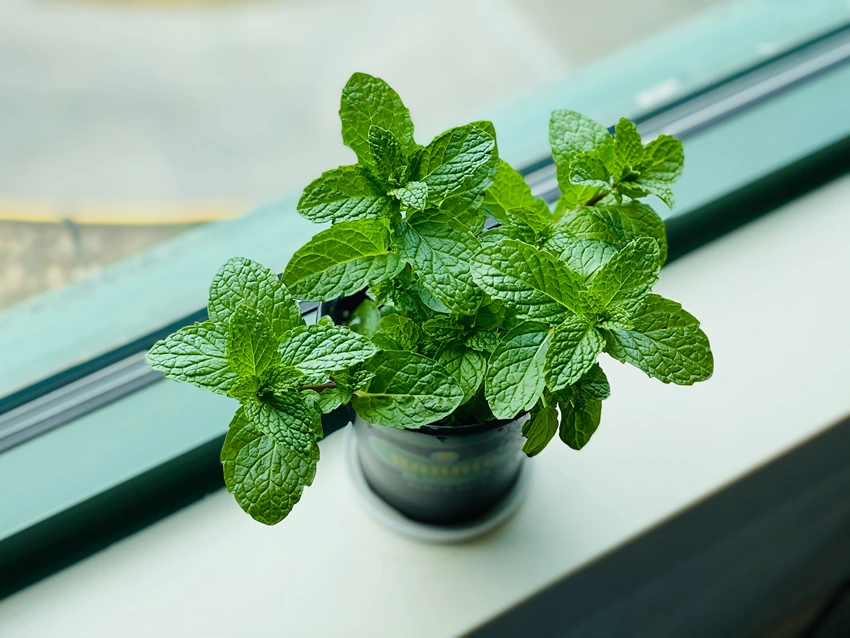 Mint as a Natural Insect Repellent
