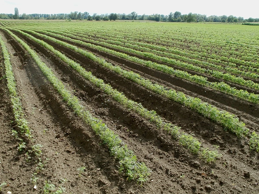 Growth and Cultivation