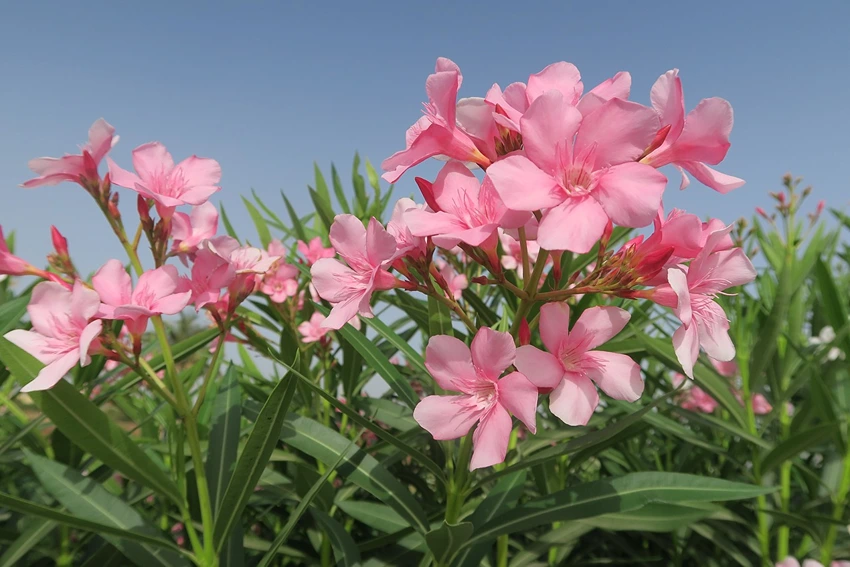 Oleander: A Historical and Cultural Beacon