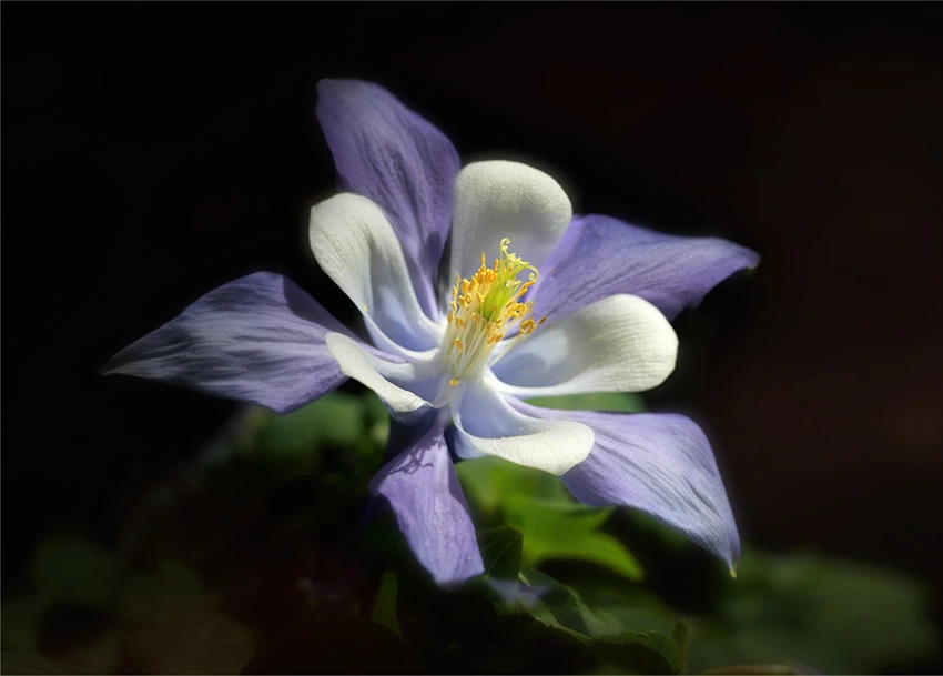 Growth and Cultivation