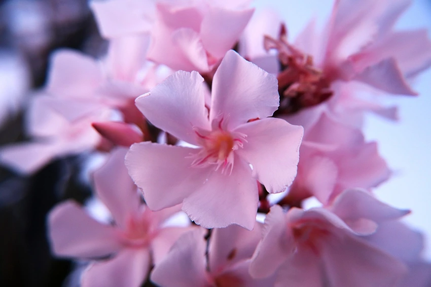 Habitat and Geographical Spread: A Plant of the World
