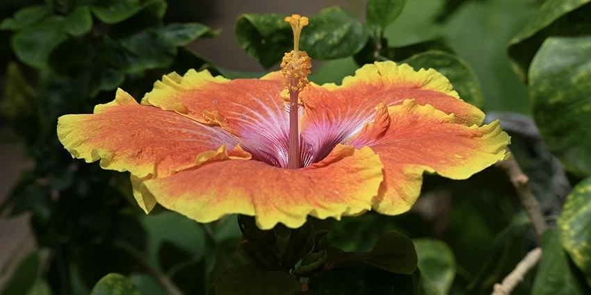 The Vibrant World of Hibiscus spp. in the Malvaceae Family