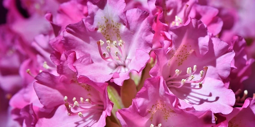 The Enchanting World of Rhododendrons: A Deep Dive into Their Diversity and Beauty