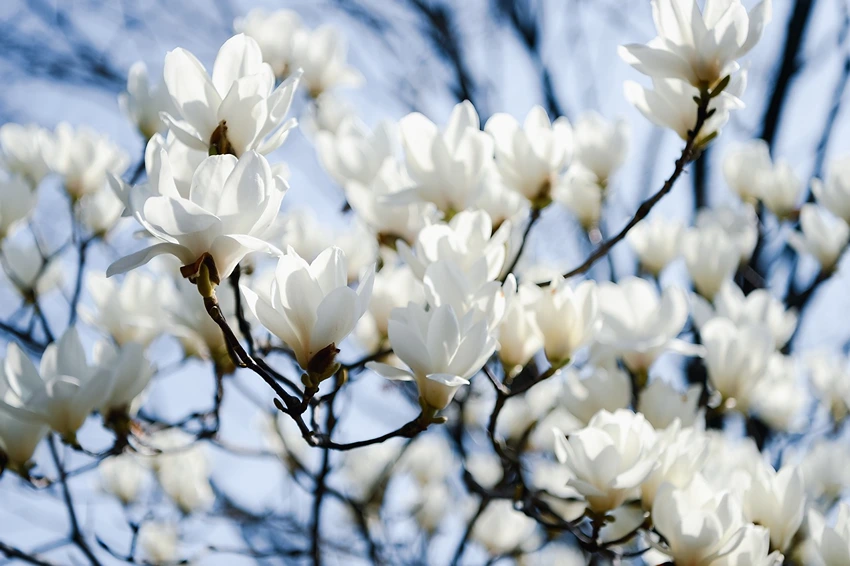 Pests and Diseases Affecting Magnolia spp.