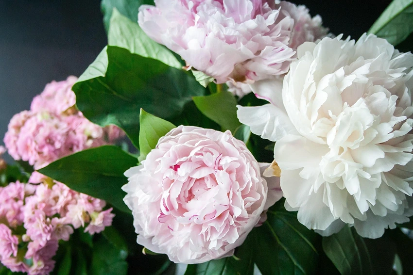 The Enchanting World of Peonies: Propagation, Challenges, and FAQs