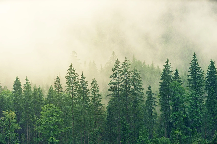 Understanding Picea spp.