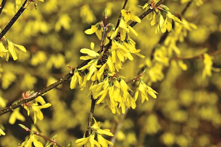 Pruning Forsythia