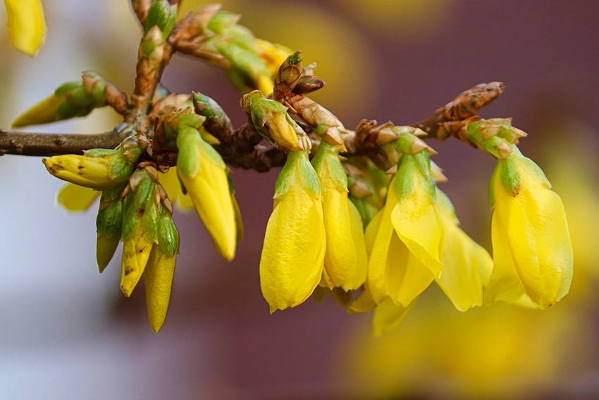 Overwintering Forsythia