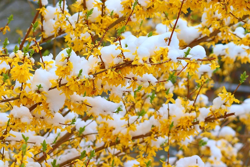 Gardening with Forsythia