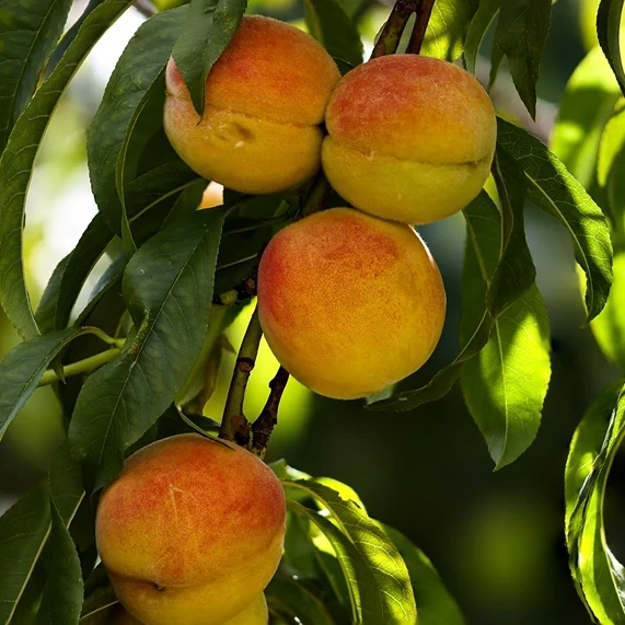 Prunus Persica: The Art of Growing Peach Trees