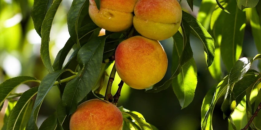 Prunus Persica: The Art of Growing Peach Trees