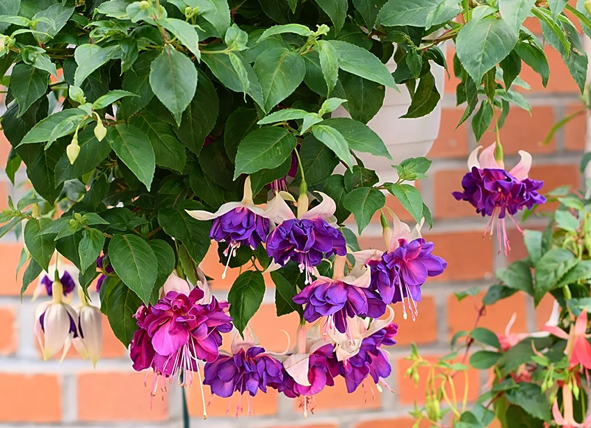Fuchsia in Art and Literature