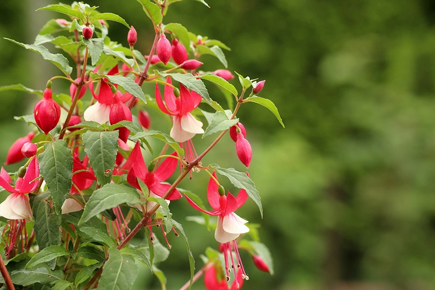 Fuchsia spp. in Containers and Hanging Baskets