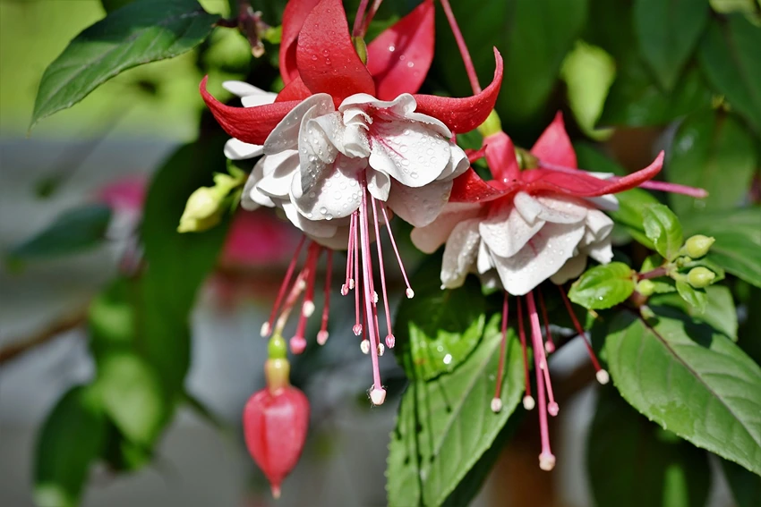 Fuchsia spp. in Landscape Design