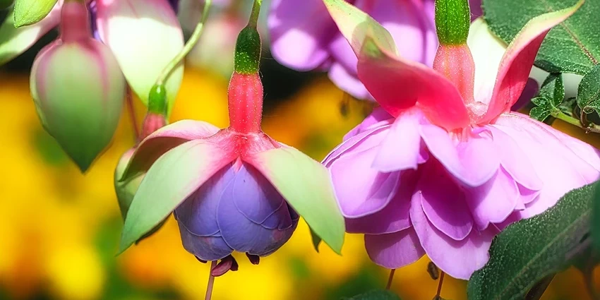 Fuchsia spp.: A Vibrant Addition to Your Garden