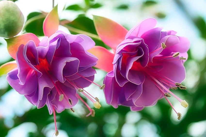 Varieties and Cultivars of Fuchsia