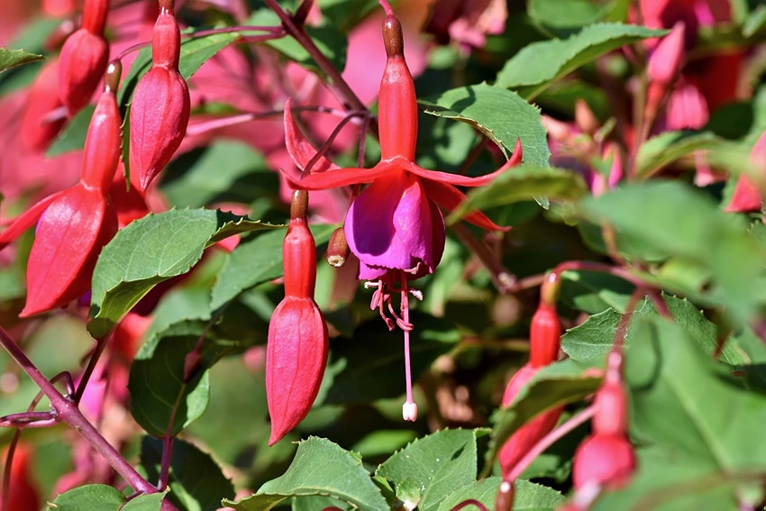 Botanical Characteristics of Fuchsia spp.