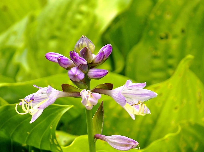 Hostas in Landscape Design