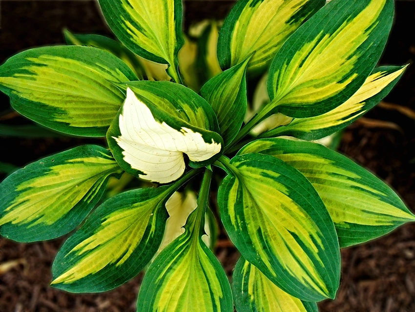 Pruning and Seasonal Care