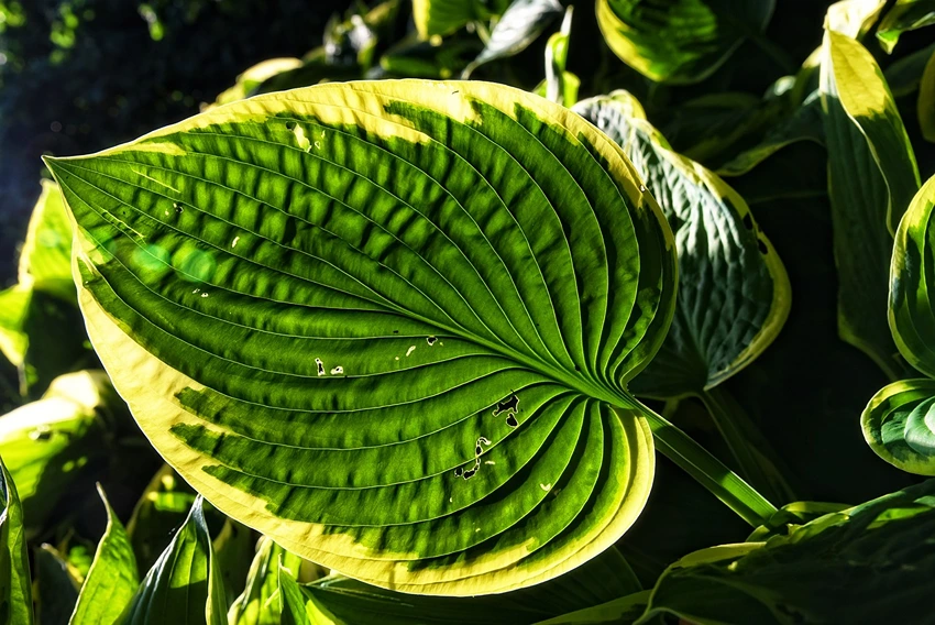 Pests and Diseases