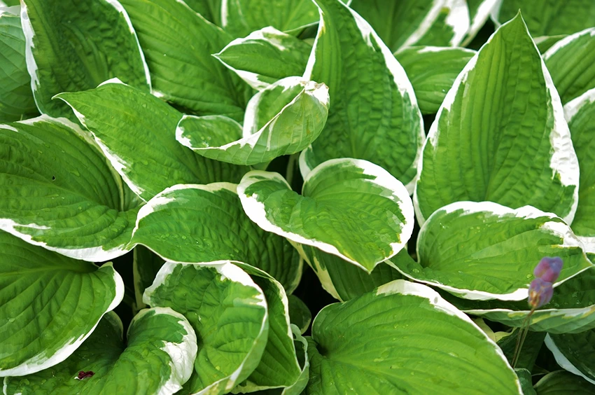 Varieties and Cultivars