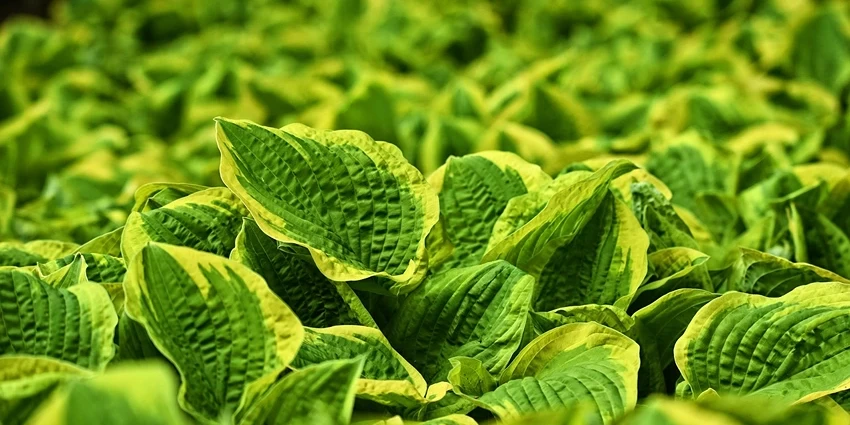 Unveiling the Charm of Hostas: A Guide to Shade-Tolerant Foliage