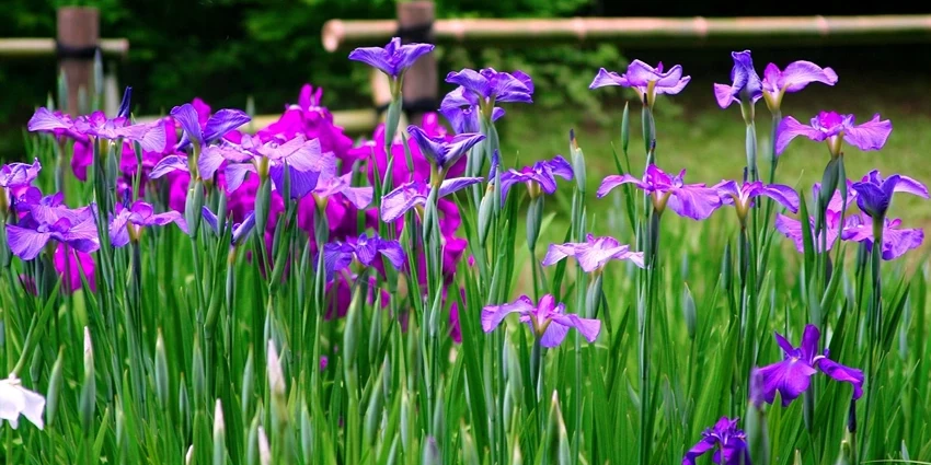 The Enchanting World of Iris spp.: A Deep Dive into the Iridaceae Family