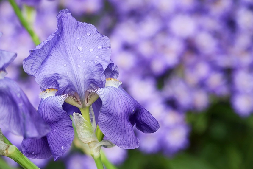 Cultivation and Care of Iris Plants