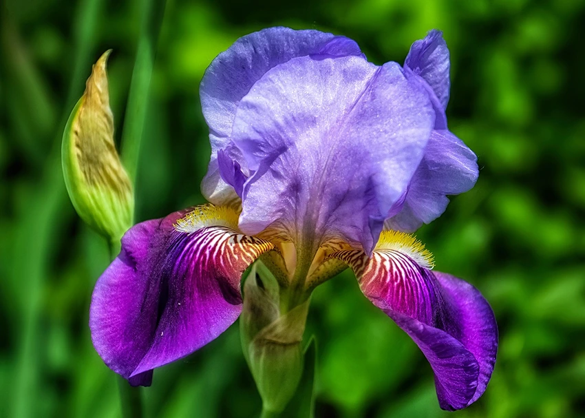 Ecological Role and Pollination