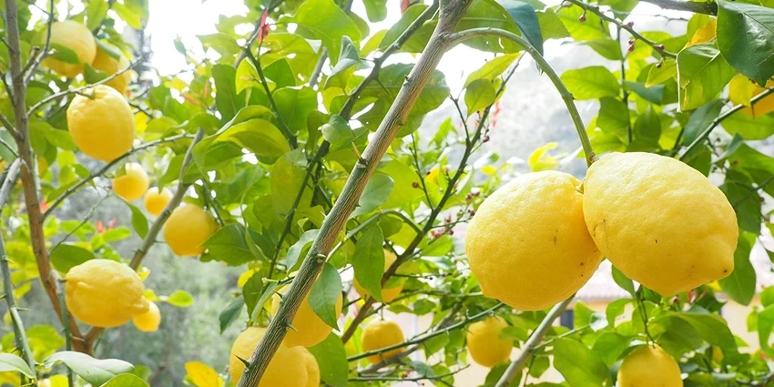 The Enchanting World of Citrus limon: Unveiling the Lemon Tree