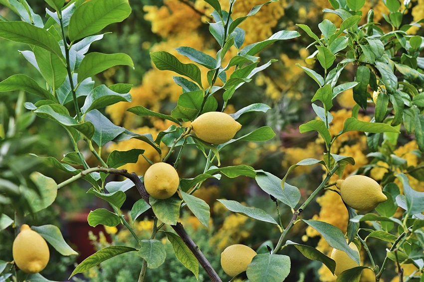Cultivation Techniques for Lemon Trees