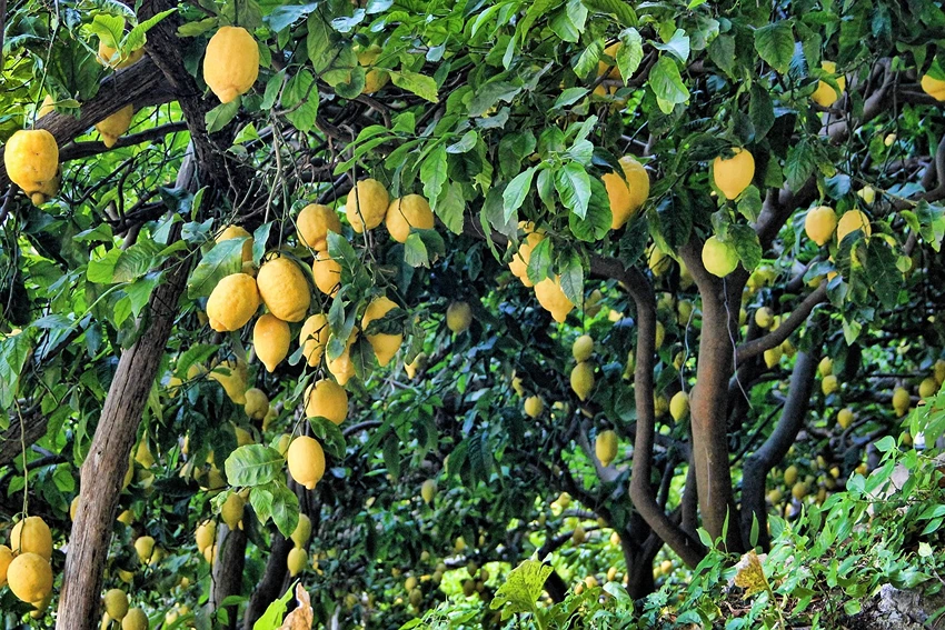 Harvesting and Post-Harvest Handling